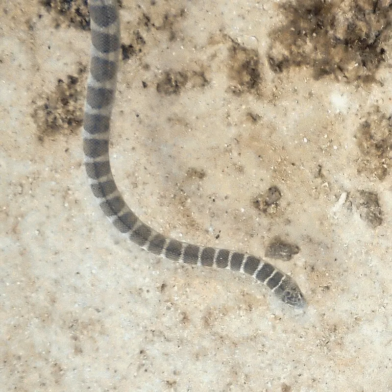 Ornate Reef Seasnake (Hydrophis ornatus)