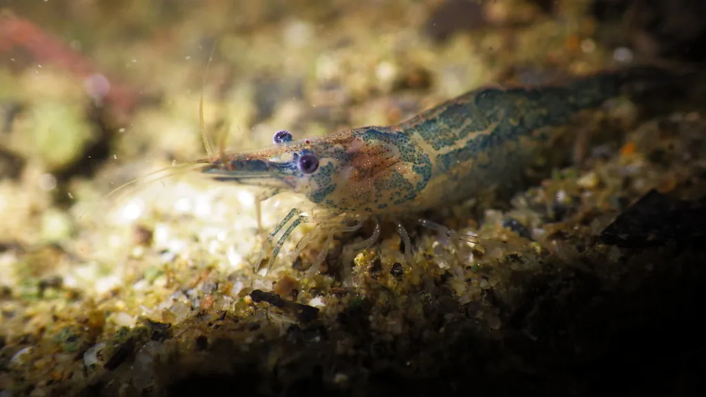 European freshwater shrimp (Atyaephyra desmarestii)