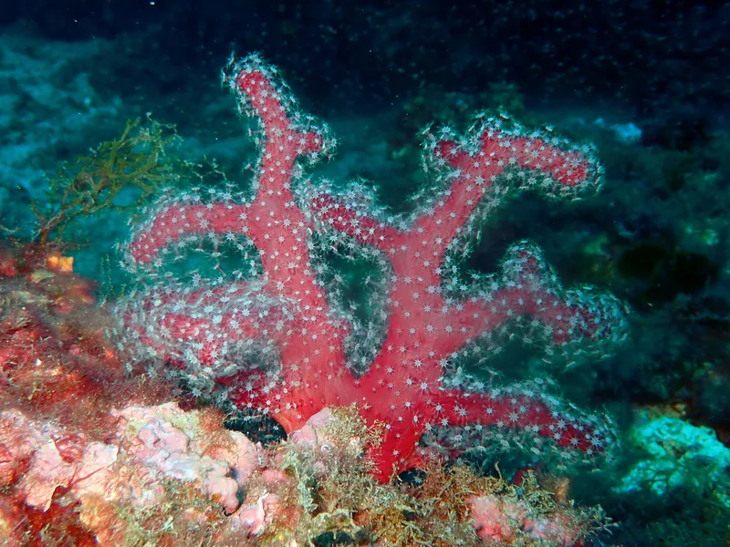 Sea Finger (Alcyonium acaule)