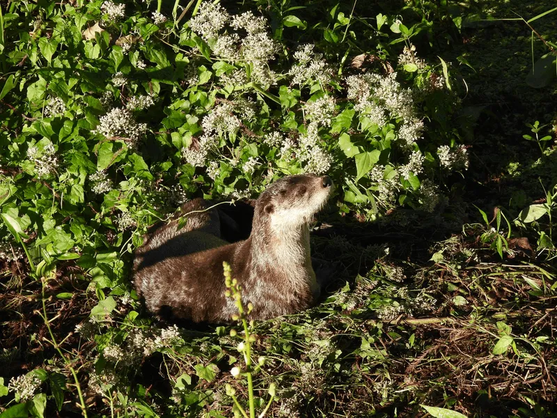 North American River Otter (Lontra canadensis)