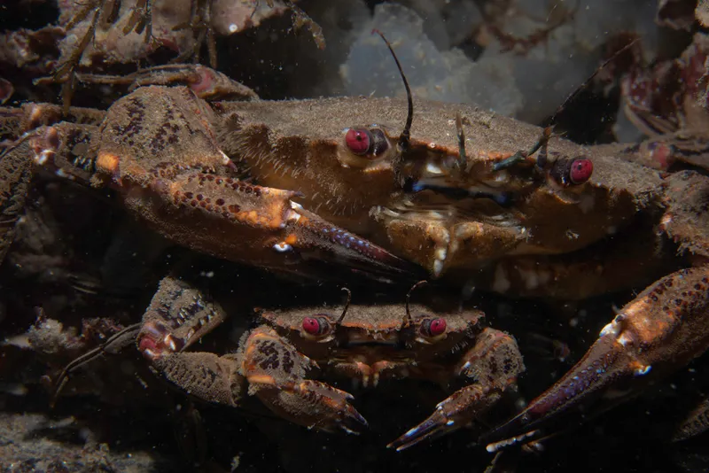 Devil Crab (Necora puber)