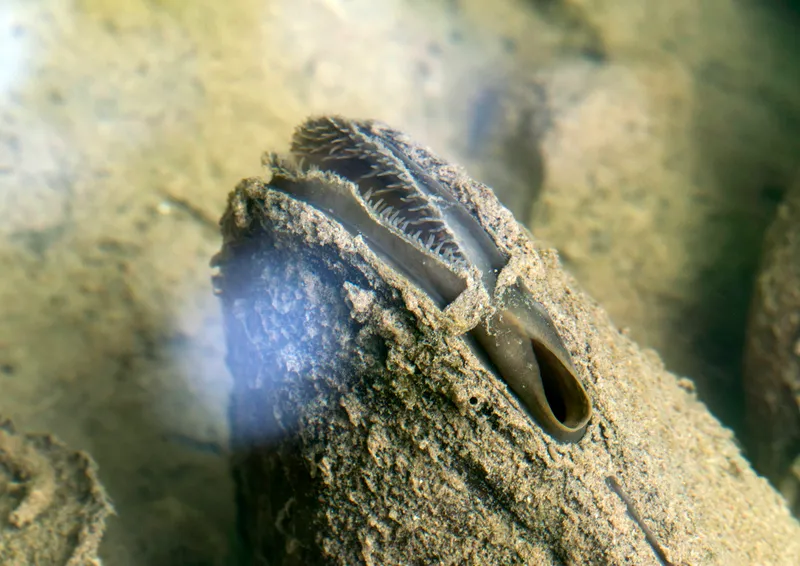 Duck Mussel (Anodonta anatina)
