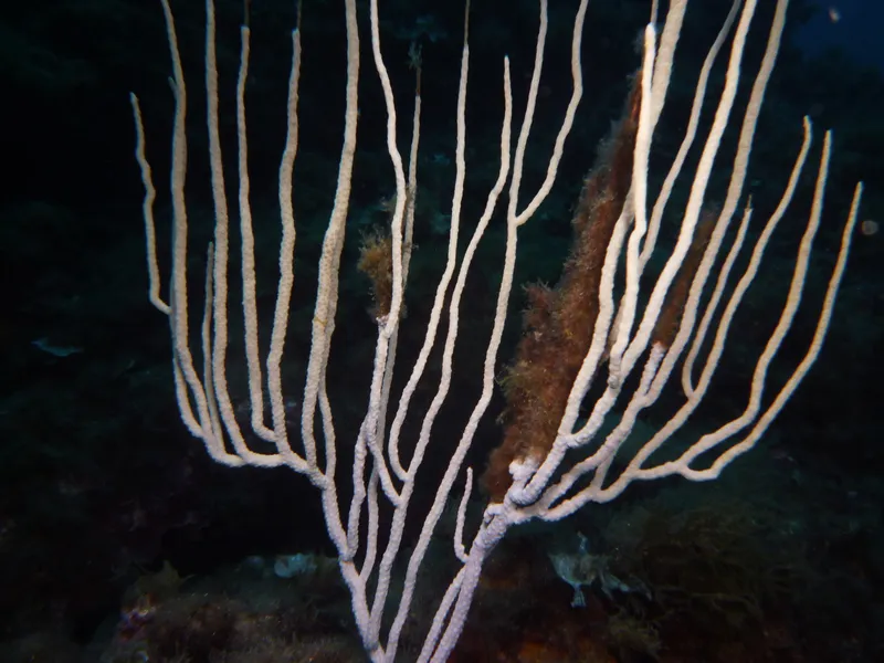 White Horny Coral (Eunicella singularis)