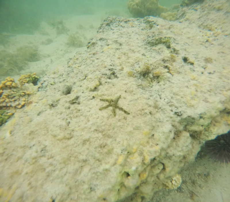 Multipore Sea Star (Linckia multifora)