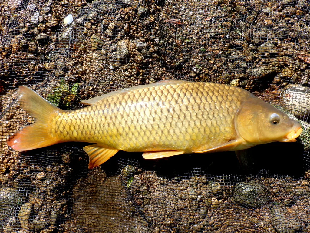 Aischgrund Carp (Cyprinus carpio)