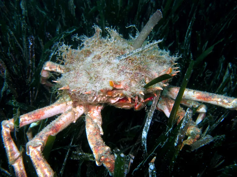 Common Spider Crab (Maja squinado)