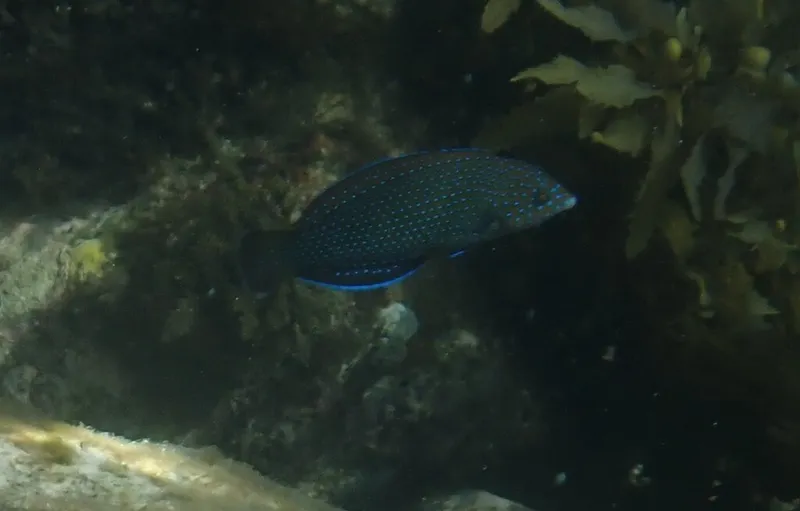 Bluespotted Wrasse (Anampses caeruleopunctatus)