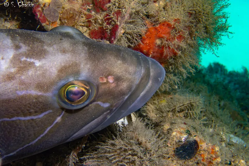 White Grouper (Epinephelus aeneus)
