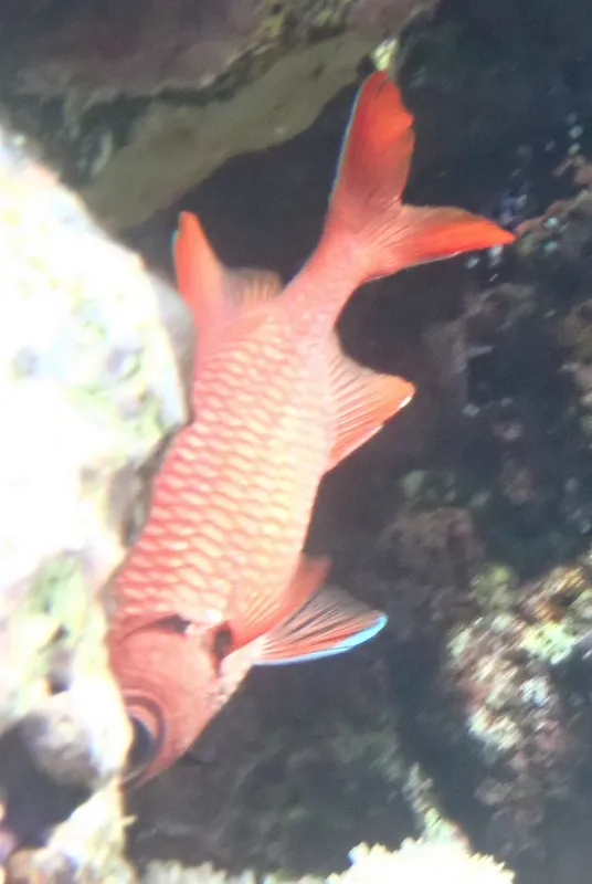 Blotcheye Soldierfish (Myripristis murdjan)
