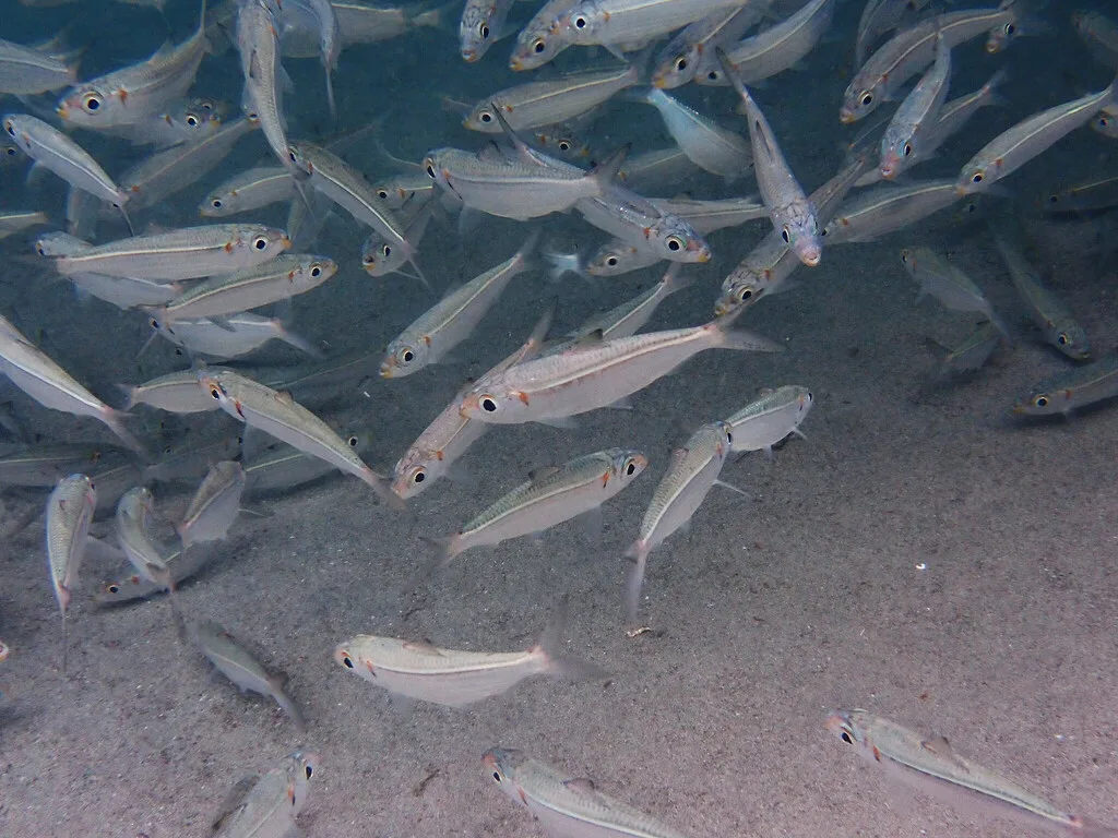Pilchard (Harengula humeralis)