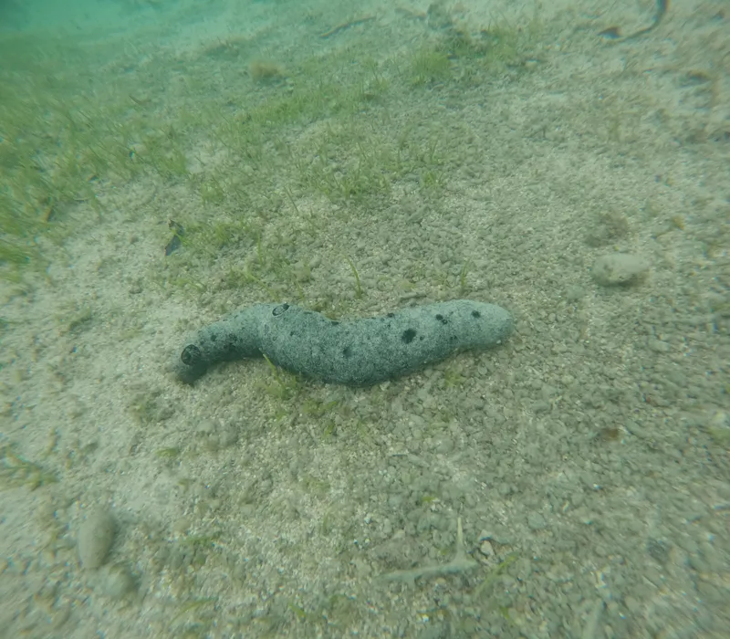 Lollyfish (Holothuria atra)