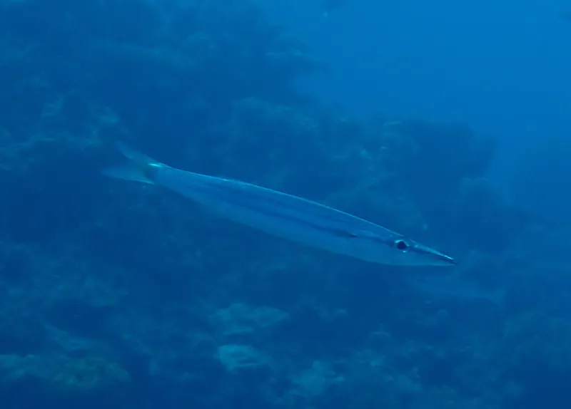 Heller's Barracuda (Sphyraena helleri)