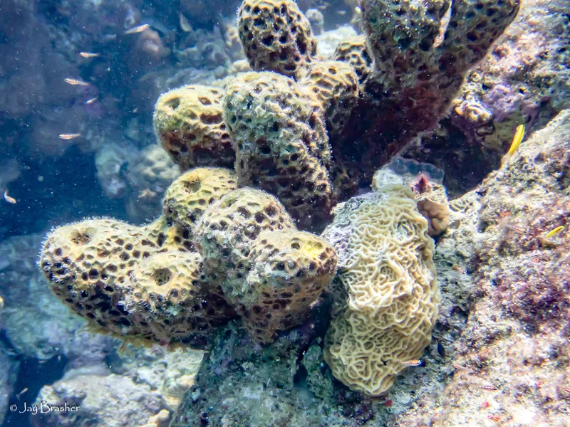 Lowrelief Lettuce Coral (Agaricia humilis)