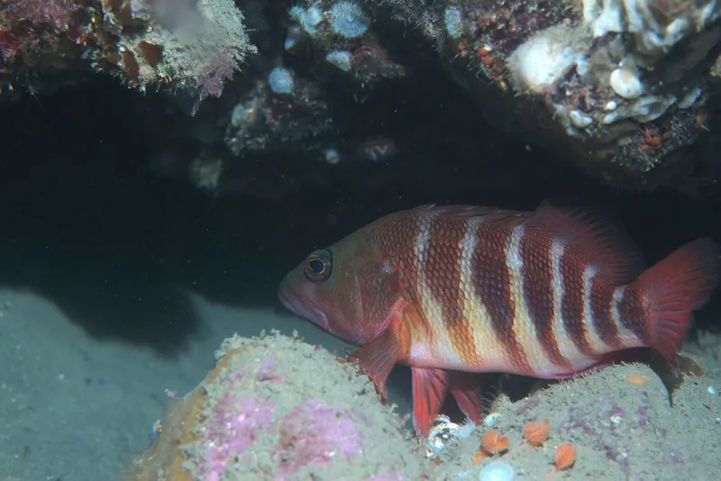 Redbanded Perch (Hypoplectrodes huntii)