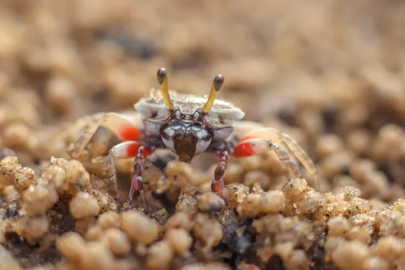 Pink-Clawed Fiddler Crab (Austruca annulipes)