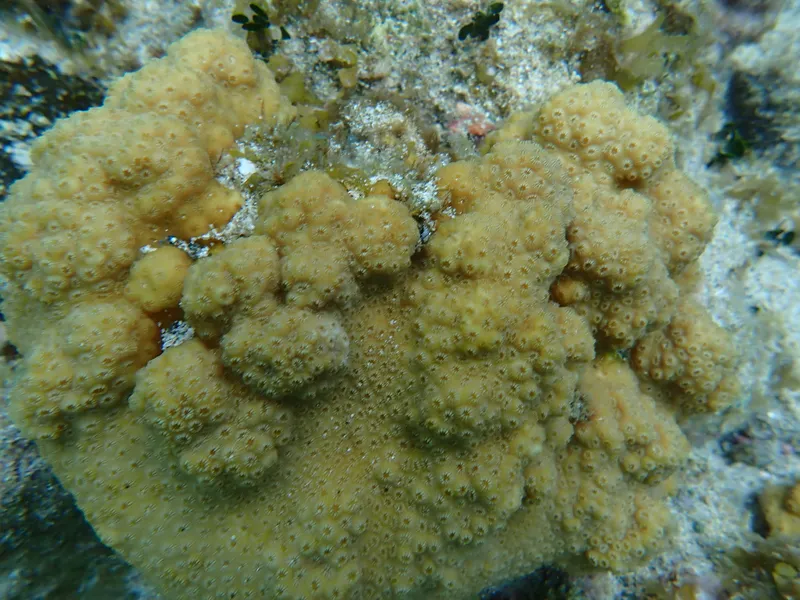 Bumpy Star Coral (Orbicella franksi)