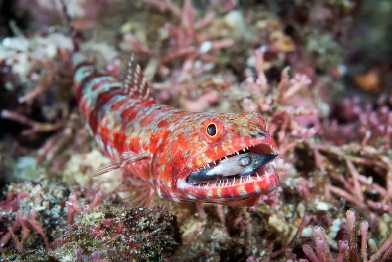 Red Lizardfish (Synodus synodus)