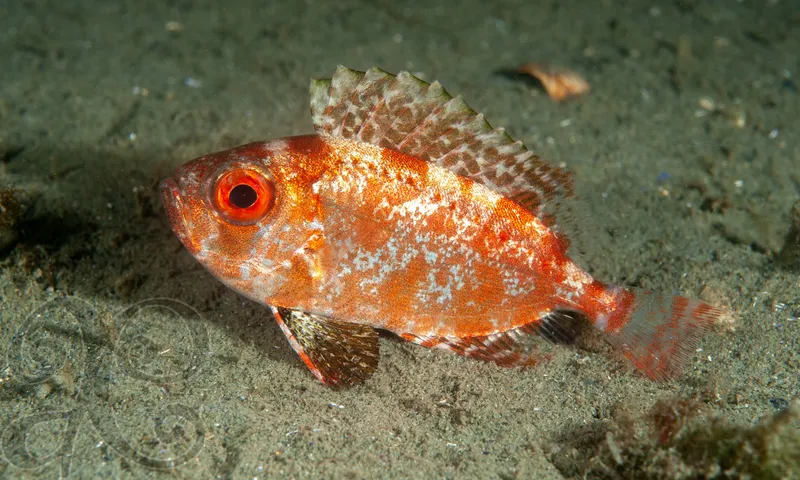 bigeye (Priacanthus arenatus)