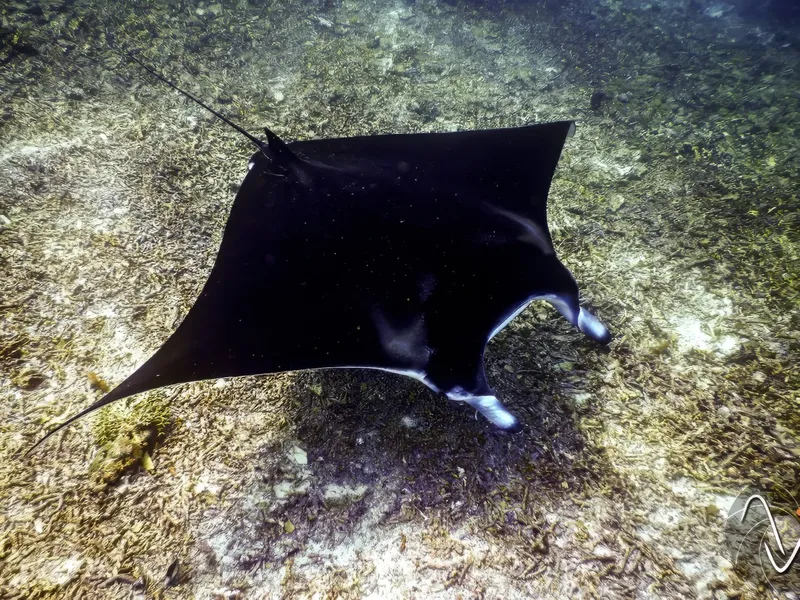 Reef Manta Ray (Mobula alfredi)
