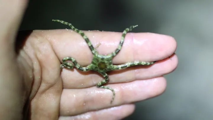 Short Spined Ophioderma (Ophioderma brevicaudum)