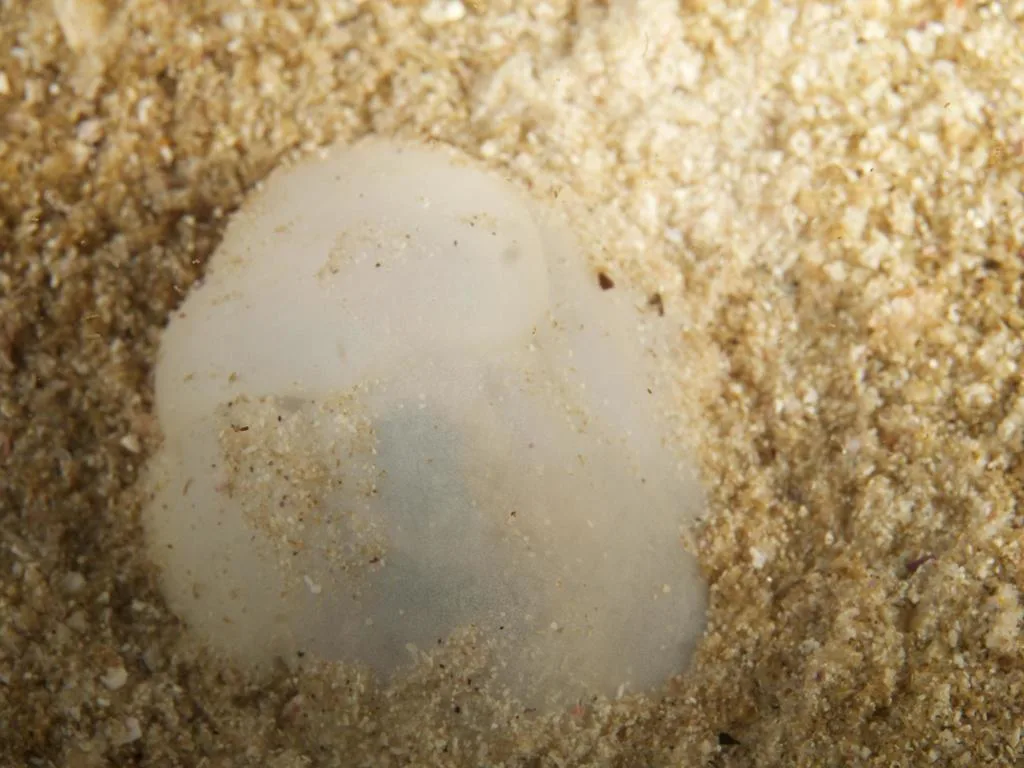 Cape Sand Slug (Philine aperta)