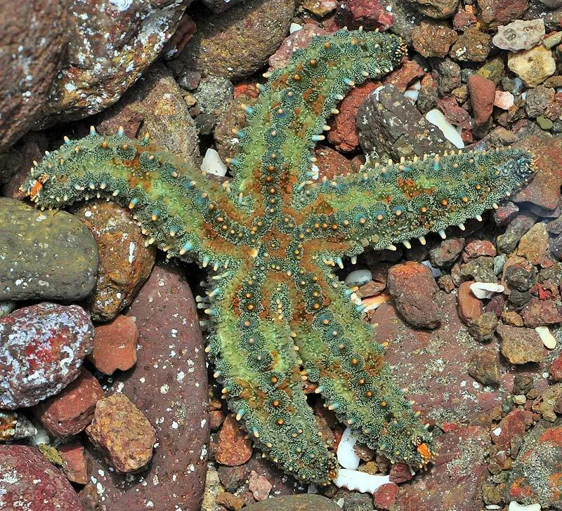 Spiny Starfish (Marthasterias glacialis)