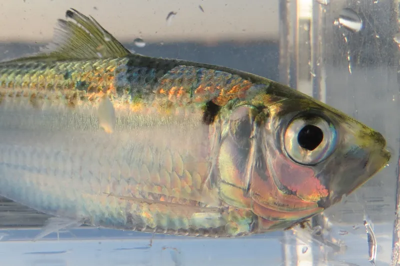 Atlantic Thread Herring (Opisthonema oglinum)