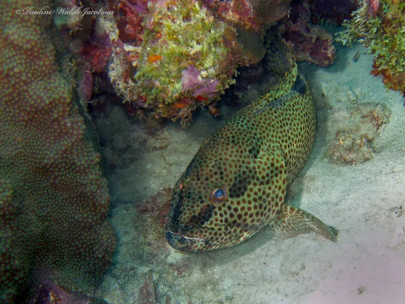 Rock Hind (Epinephelus adscensionis)