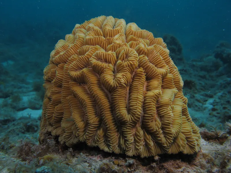Fungus Coral (Meandrina meandrites)