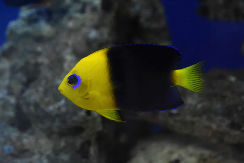 Dwarf Angelfish (Centropyge joculator)