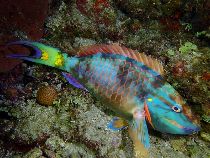 Stoplight Parrotfish (Sparisoma viride)