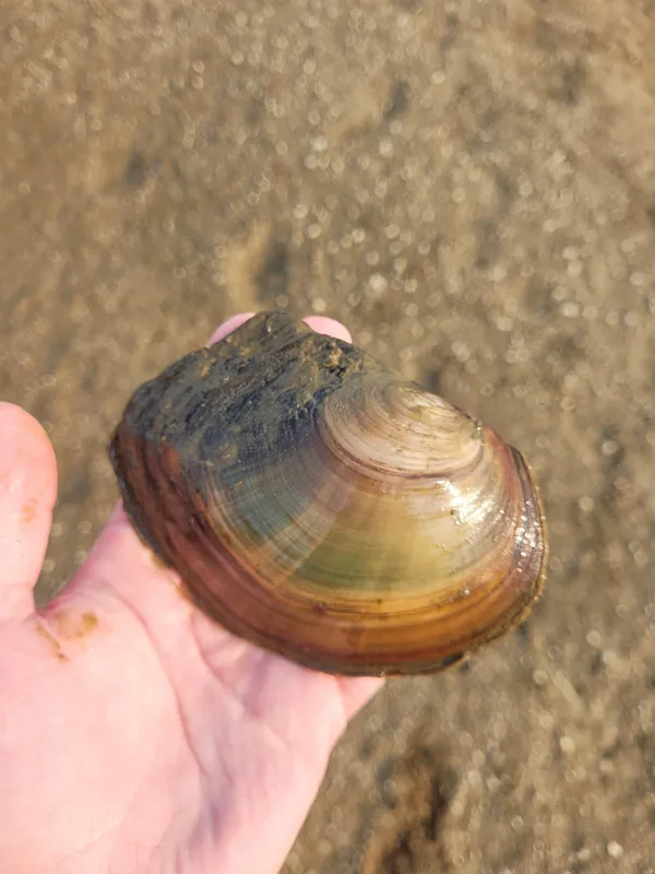 Chinese pond mussel (Sinanodonta woodiana)