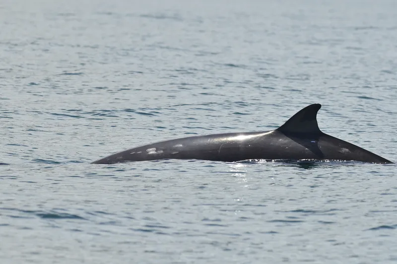 Gray's Beaked Whale (Mesoplodon grayi)
