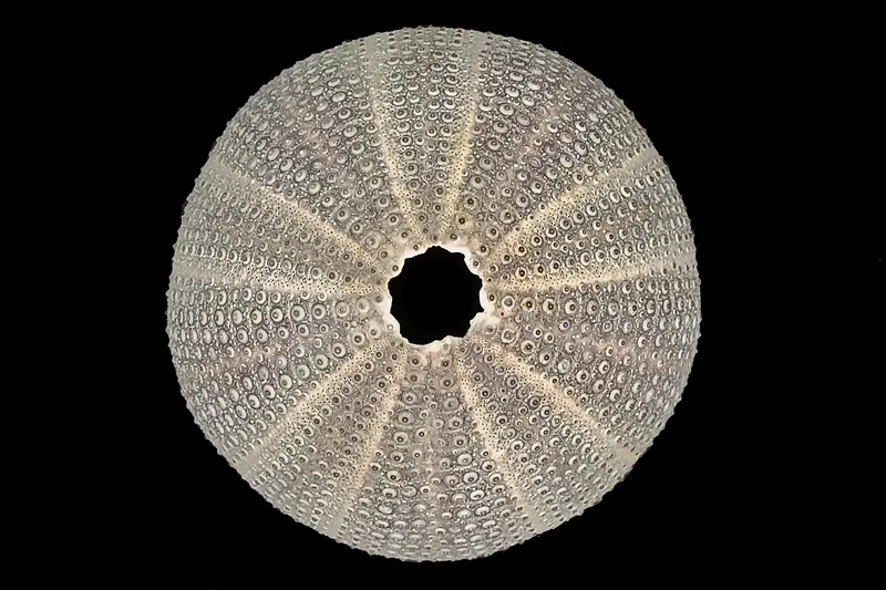 Violet Sea Urchin (Sphaerechinus granularis)
