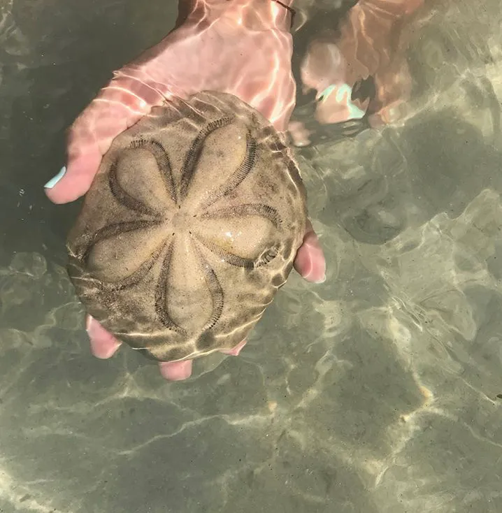 Sea Biscuit (Clypeaster rosaceus)