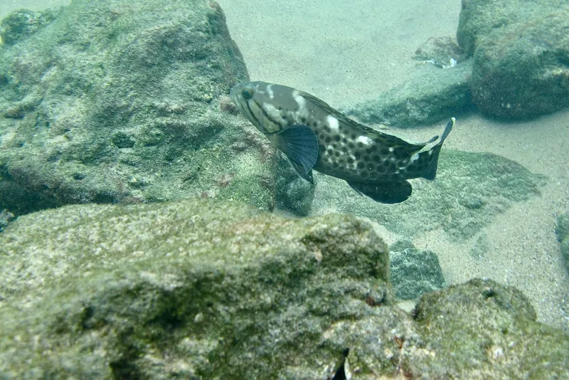 Catface Grouper (Epinephelus andersoni)
