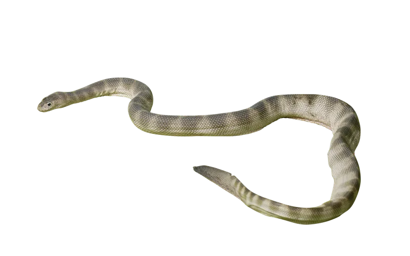 Enhydrina zweifeli