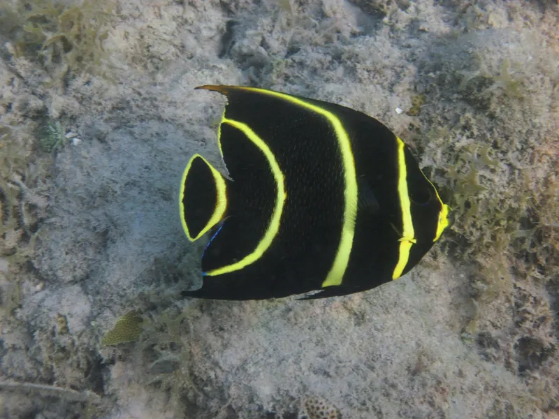 French Angelfish (Pomacanthus paru)