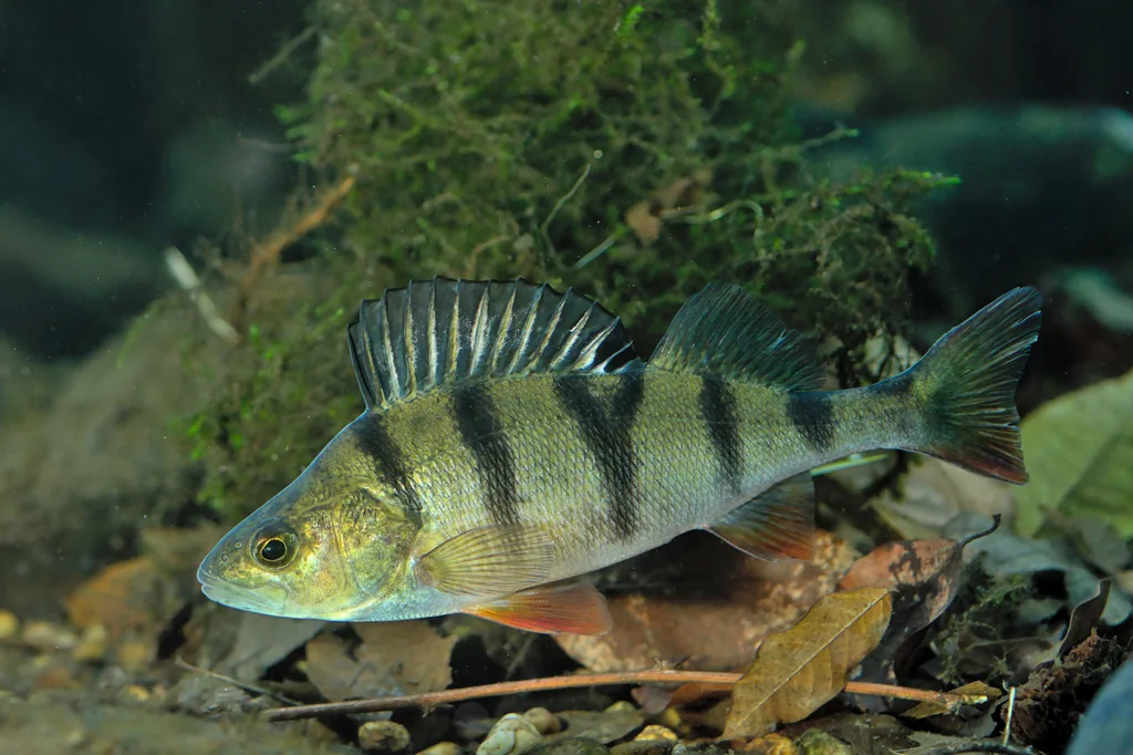 Eurasian perch (Perca fluviatilis)