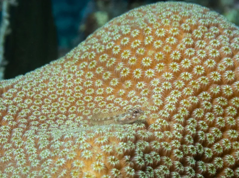 Seafan Blenny (Emblemariopsis pricei)