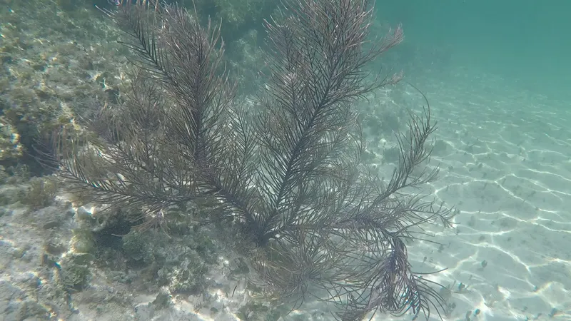 Slimy Sea Plume (Antillogorgia americana)