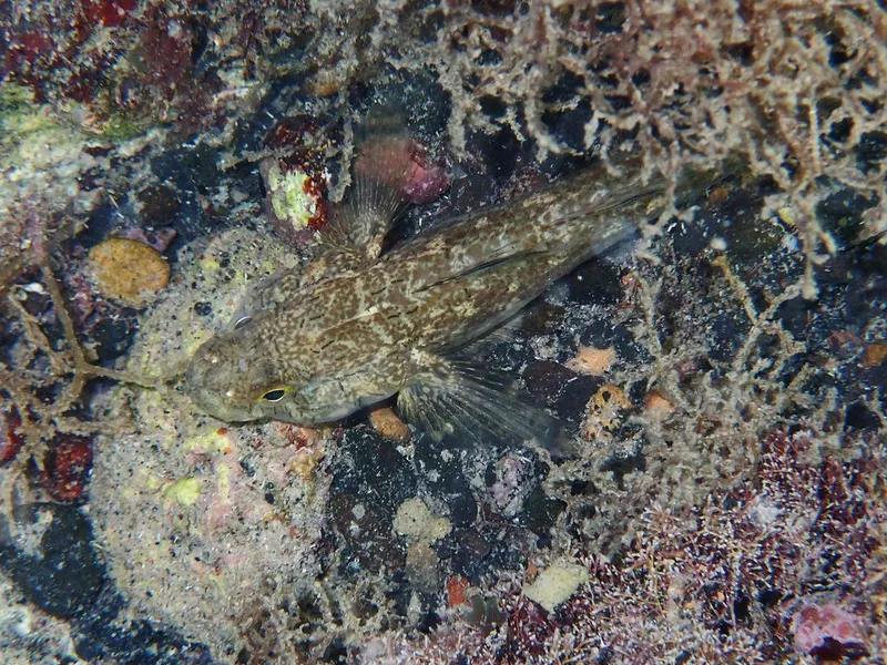 Black Goby (Gobius niger)