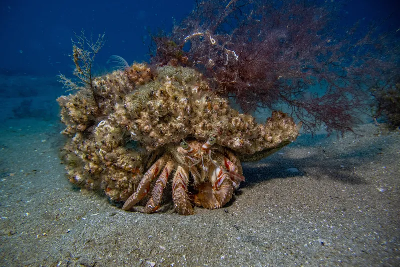 Striated Hermit Crab (Dardanus arrosor)