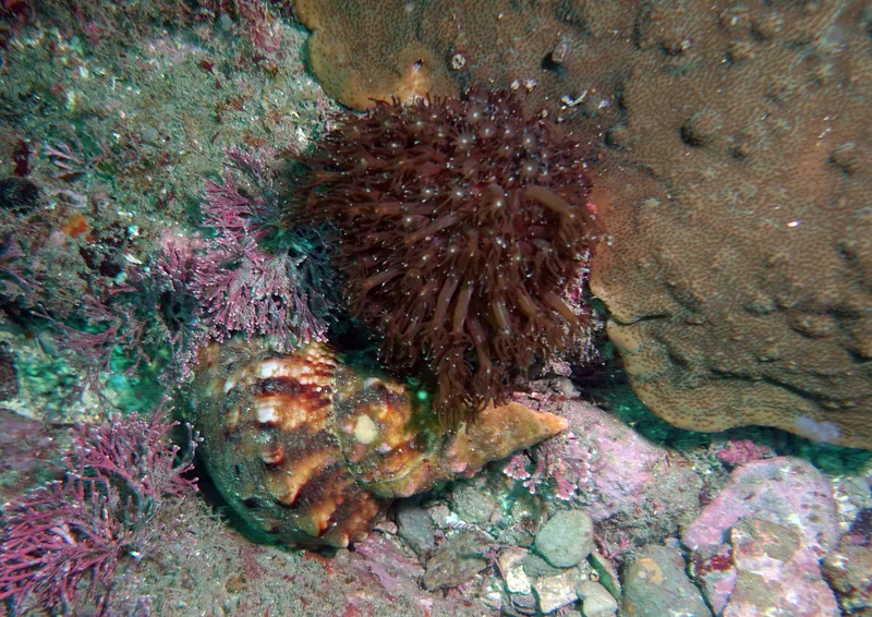 Net Coral (Alveopora japonica)