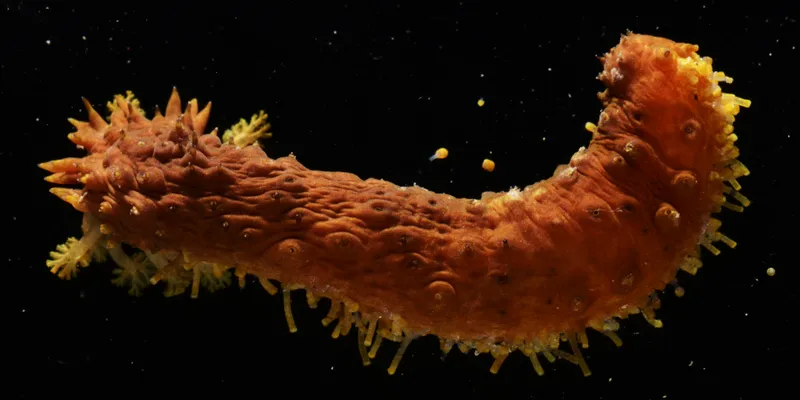 Golden Sea Cucumber (Holothuria (Platyperona) parvula)