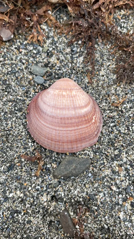 Violet Bittersweet (Glycymeris nummaria)