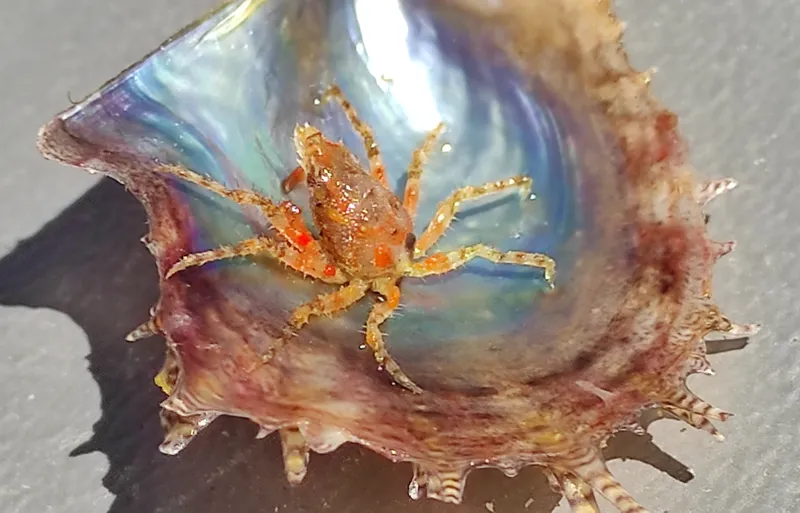 Rugose Spider Crab (Herbstia condyliata)