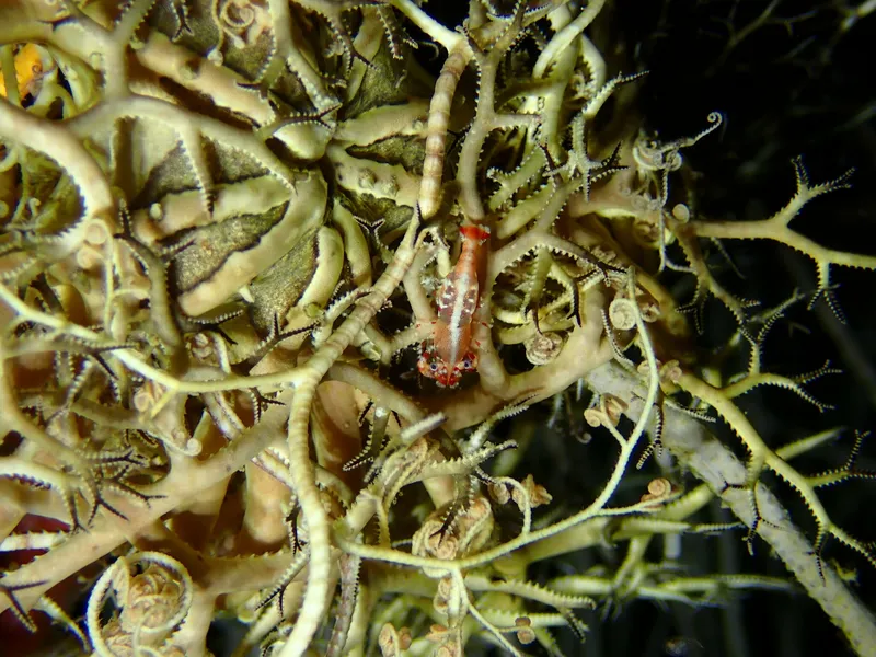 Basketstar Shrimp (Periclimenes perryae)