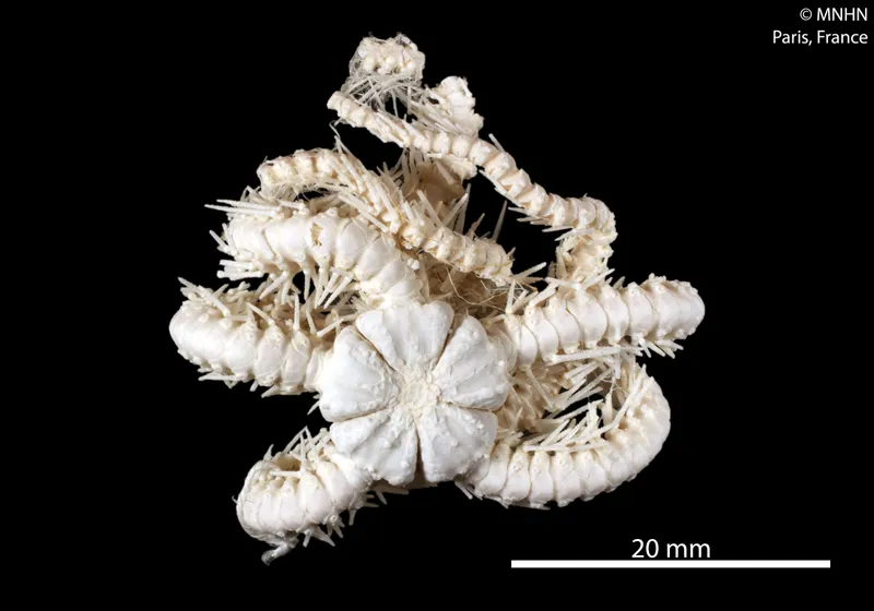 Ophioplinthaca incisa