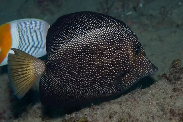 Spotted Tang (Zebrasoma gemmatum)
